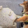 狗至少，不应该这么倒霉吧