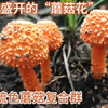 三硫色蘑菇复合群