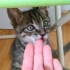 【捡到一只小奶猫 4】猫主子的新玩具：猫砂+_+