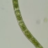 【微生物猎人】鞘藻的无性生殖—我已出仓，感觉良好！