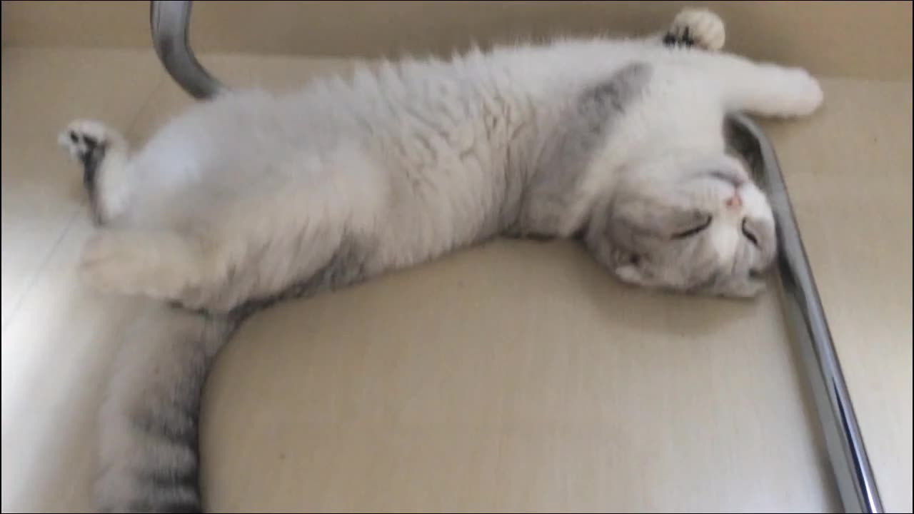 我家喵成精了,看看土拨暖如何睡觉(第三期)