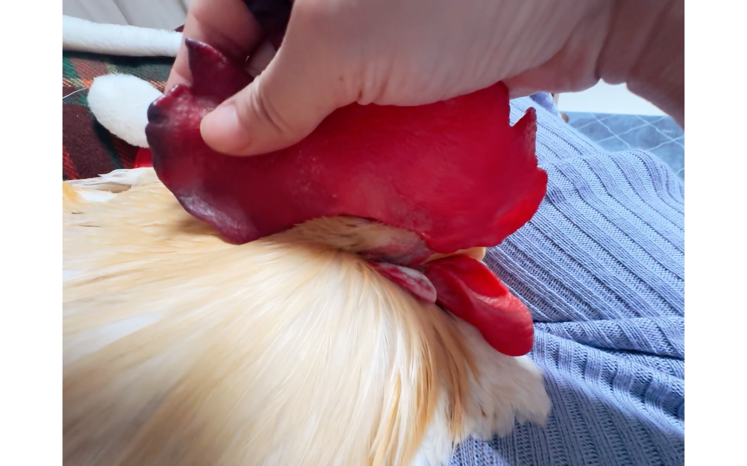爱撒娇的小鸡 最近冠子越发的大了，边缘血顶不上去会变黑，用手按摩冠子小鸡就会很舒服的开始打盹