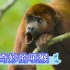 【动物】奇妙的吼猴