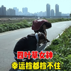 大姐说自己是幸运女神，在杂草堆里随便一翻就能找到代表幸运的四叶草