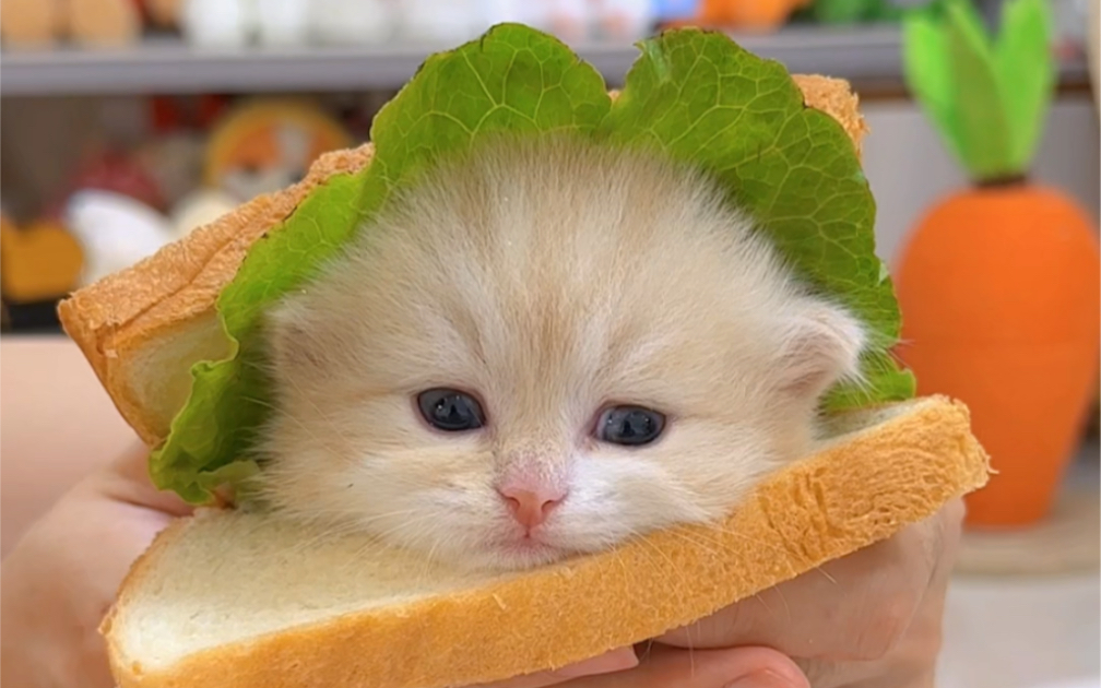 一口一个小猫三明治