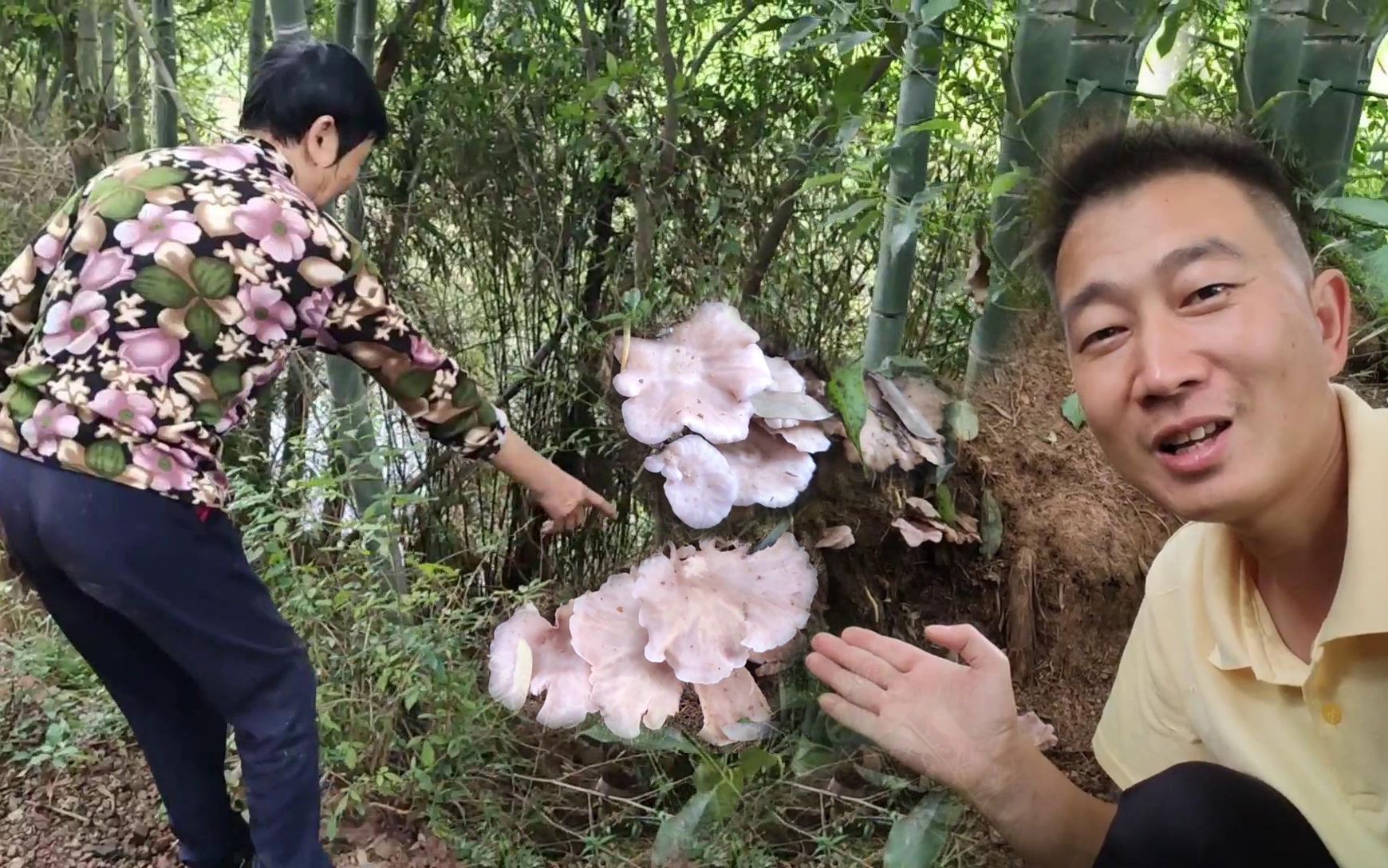 老妈在竹林中发现一大片蘑菇长相奇特还是第一次见有认识的吗