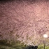 又到了看樱花的季节啦，可每个景点都是人山人海怎么办？看到比亚迪豹5外放电功率竟然这么强，竟然能照亮整片樱花林，原来晚上也