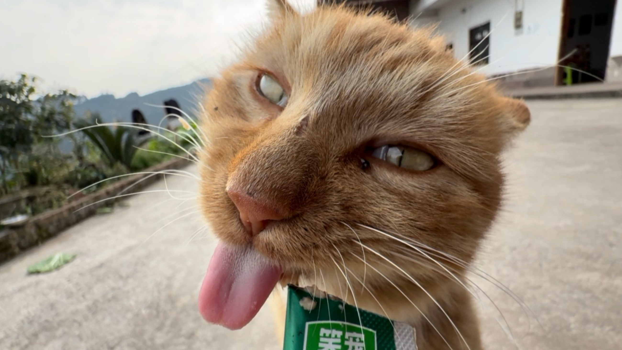 第二次吃猫条的我