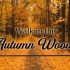在秋天的森林中漫步 4K