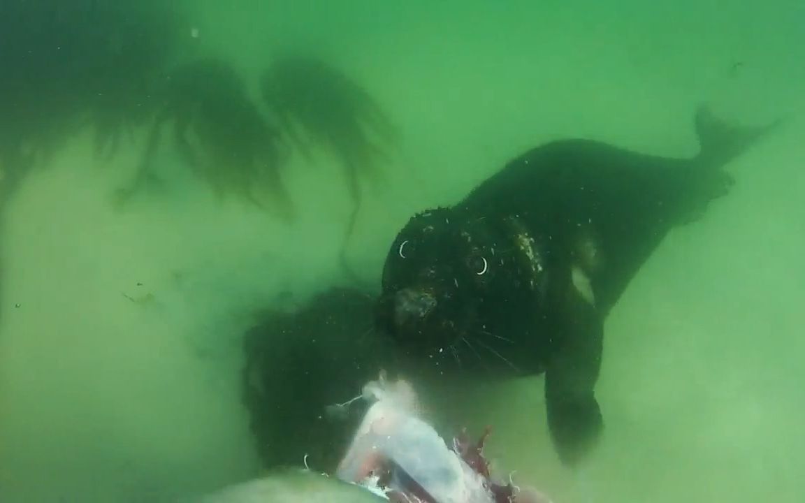 螺旋杀手：雄灰海豹吃掉了可爱的港豹豹
