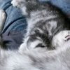 谁家小猫是躺身上喂奶哄睡的呀？#黏人的小猫咪 #评论区看看你们的猫 #谁能拒绝怀里的小猫咪呢 #小猫咪的迷惑睡姿 #偷拍睡觉的猫