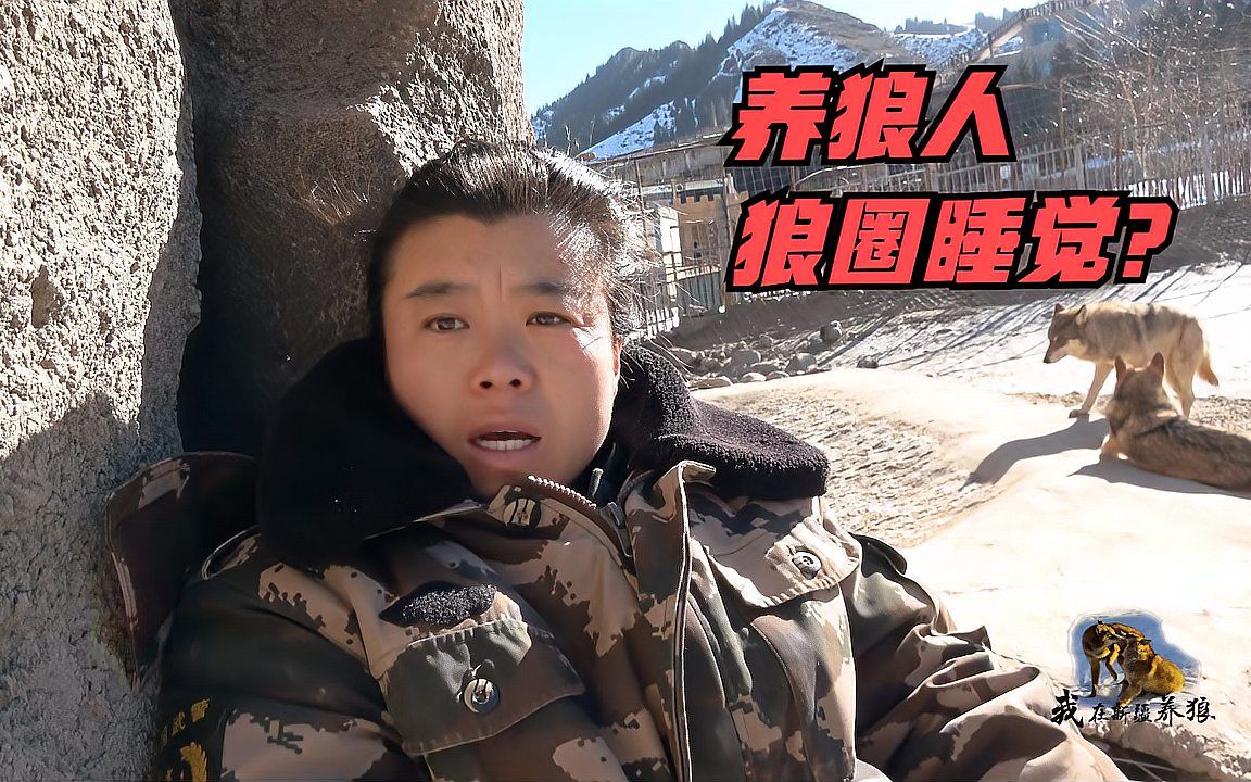 涉足狼群领地啥后果?大姐狼圈里做危险动作,狼群为啥突然亢奋?哔哩哔哩bilibili