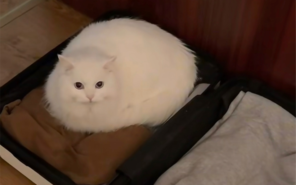 收拾行李转头发现我的猫把她的东西也放进行李箱了…