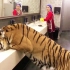 大老虎跑进洗手间喝水，被俄罗斯保洁阿姨数落了一顿