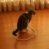 【画地为牢】在地上放个圈，猫猫就会被召唤进去！