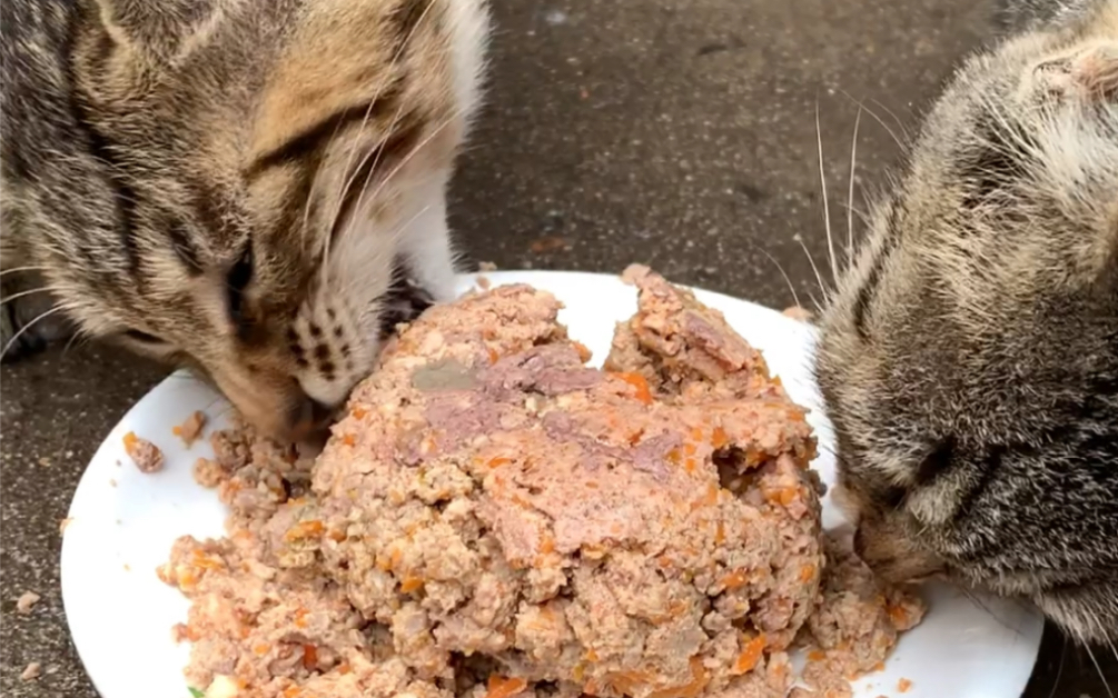 给11只流浪猫做猫饭，鸡胸肉鸡肝鸡心加鸡蛋，猫咪们吃的很香！