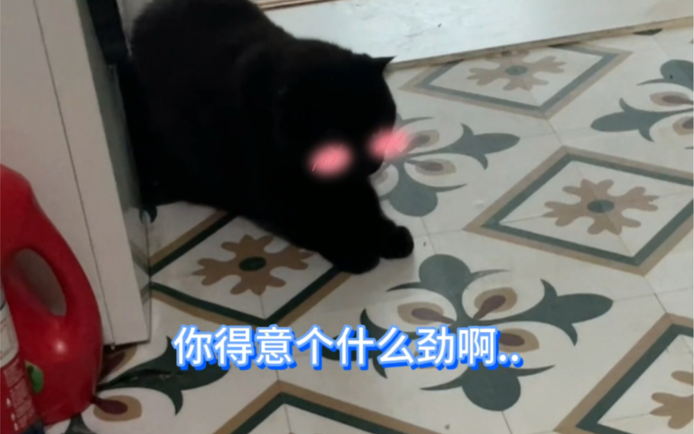 当我给傲娇猫加上了配音 Caesar Cat Caesar Cat 哔哩哔哩视频 5492