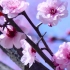 实拍春天的桃花绽放视频素材