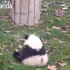 【熊猫】熊猫搞笑视频合集3