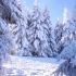空镜头视频 雪景松树松塔森林 素材分享
