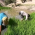 农村男子种植水稻：在稻田种植第一部分