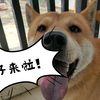 旺仔真黏人
