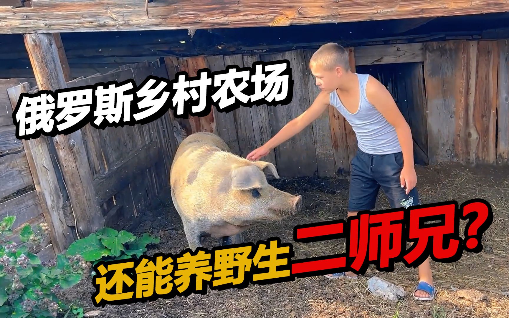 参观俄罗斯乡村小农场 这是“野猪”还是家养二师兄？