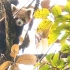 [小熊猫]英文字幕,保护小熊猫Conserving Red Pandas in Eastern Nepal