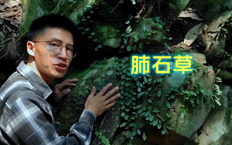 抱石莲又称肺石草，浑身是宝，可惜很多人不懂