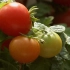 蔬菜科技示范基地 蔬菜瓜果 南瓜黄瓜 西红柿 高清实拍视频素材