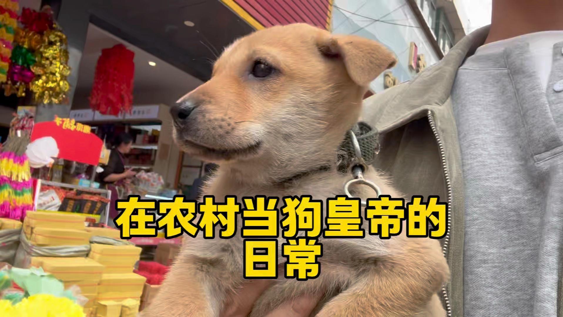 农村体验当“狗皇帝”的日常！带小土狗去镇上赶集，差点被骗走了！