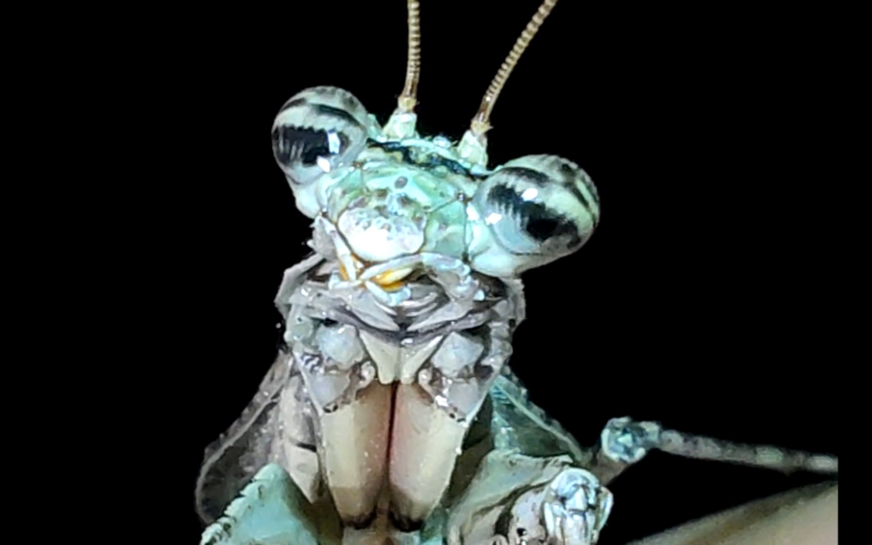 又是一个眼神迷离的小萝莉,乖巧可爱的(石纹螳)