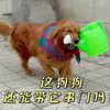 这狗狗还能带它串门吗