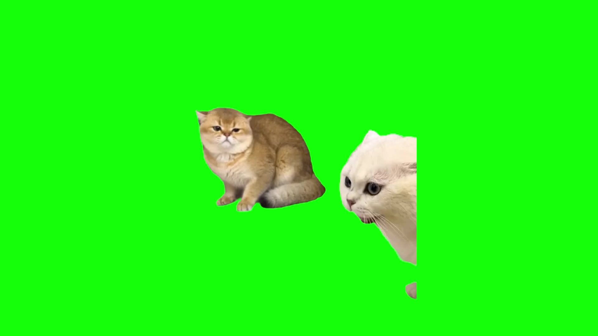 【高清无水印】打架骂人猫猫meme绿幕素材30秒