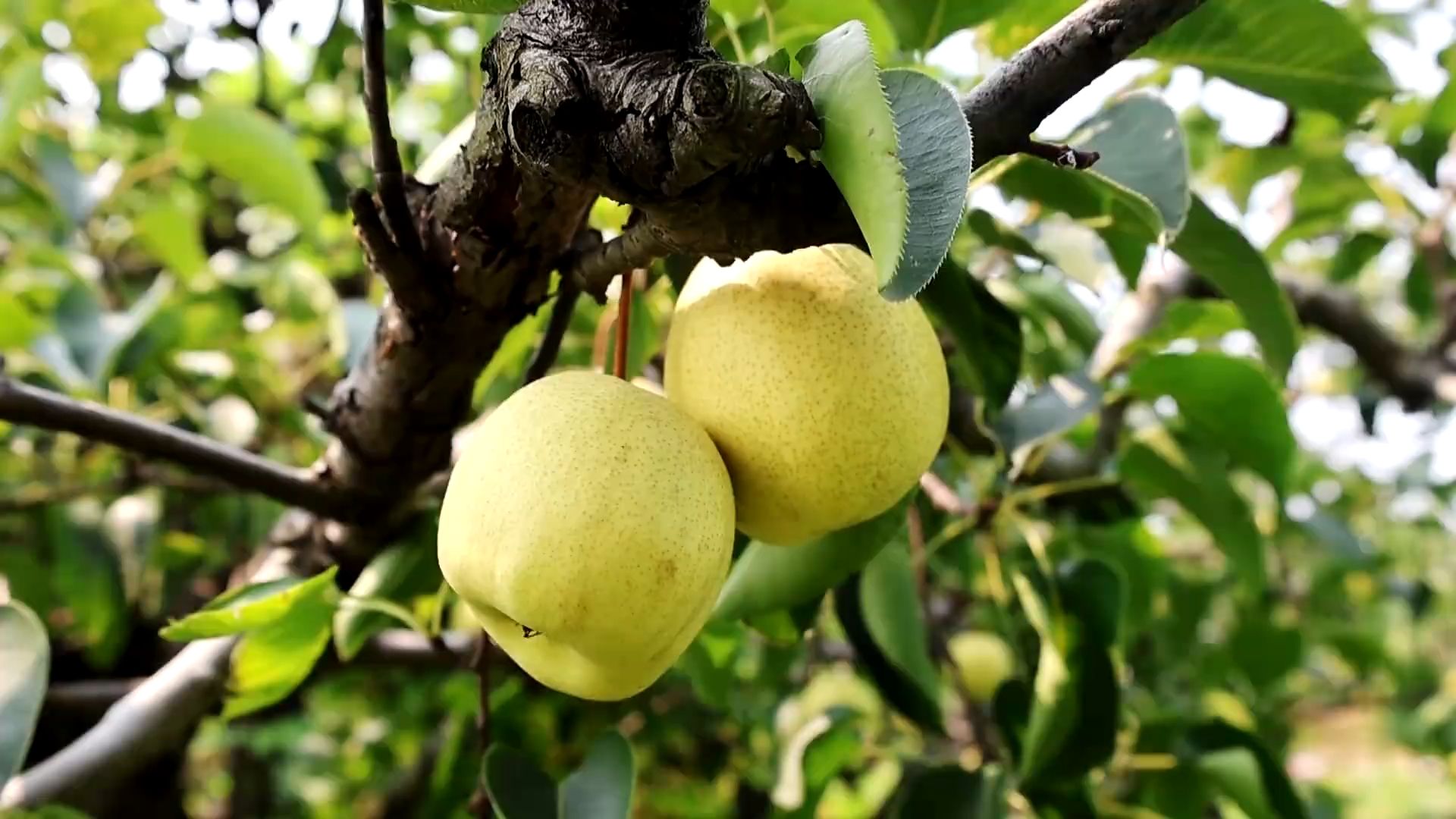 万亩酥梨成熟了 薛河梨乡硕果飘香惹人醉