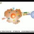 14-1 巨噬细胞的功能