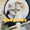 狗儿子大势已去
