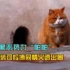 最会演戏的猫，明明是故宫第一“黑恶势力”，却靠装可怜圈粉无数