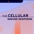 细胞免疫视频