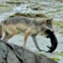 【精彩片段】海岸狼捕食北美水獭！生活在海岸边的狼群！