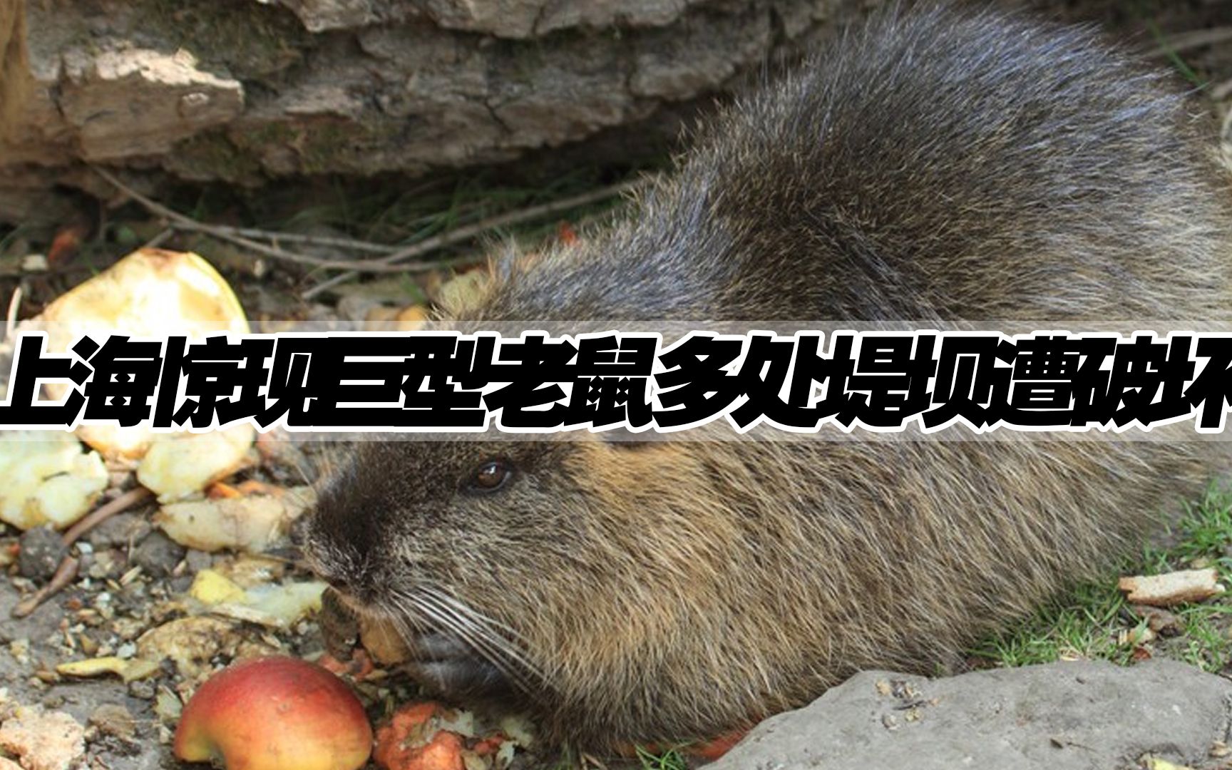 上海多地惊现巨型“老鼠”，体重可达30斤，啃食庄稼破坏堤坝