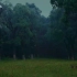 【真实雨声】树林迷人的雷雨声10 小时｜学习背景声｜入睡音乐｜环境音｜#冥想，#放松，#bgm，#治愈，#助眠，#疗愈，