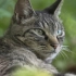 【纪录片】岩合光昭的猫步走世界 之「秋田」