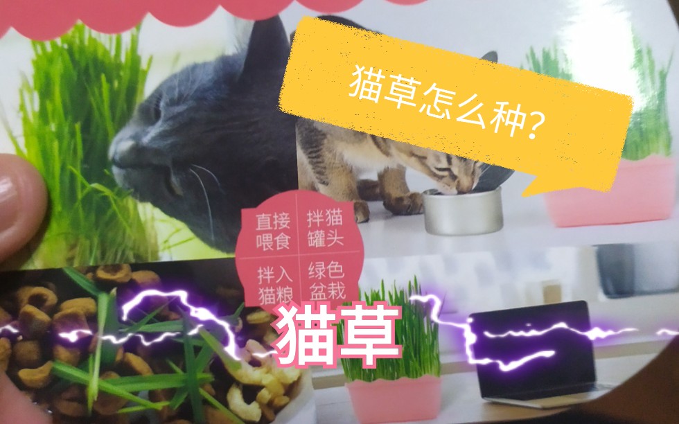 猫草的种植教程 哔哩哔哩 つロ干杯 Bilibili