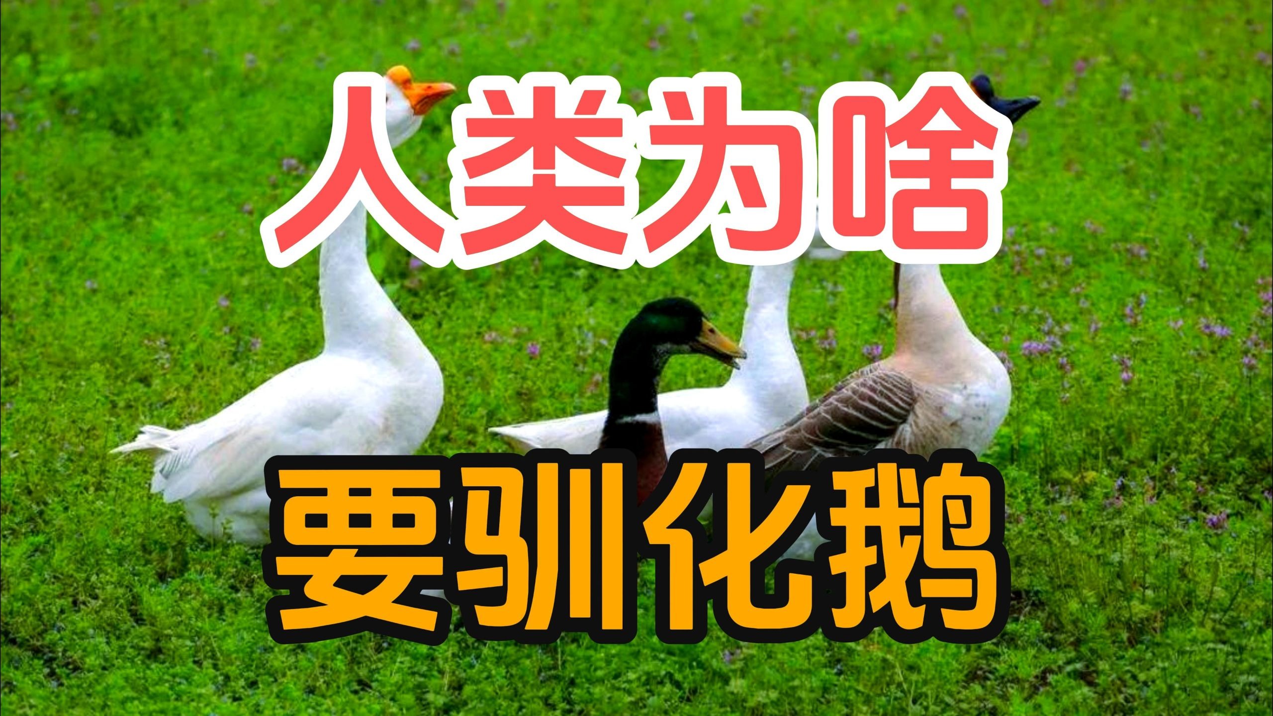 人类驯服大鹅这种家禽到底有什么意义？