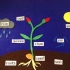 The life cycle of a flowering plant小学课程教案视频素材: 开花植物的生命周期
