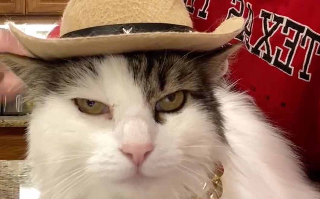给暴躁小猫买了顶帽子，竟被它一巴掌扇开？