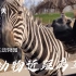 北京野生动物园自驾区和儿童互动区什么动物能近距离互动