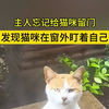 主人忘记给猫咪留门，发现猫咪在窗外盯着自己