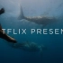 【 Netflix纪录片 】《 我们的星球 》官方正式预告片火爆来袭！大卫·爱登堡爵士美声旁白 4k绝美世界 感受吧 全